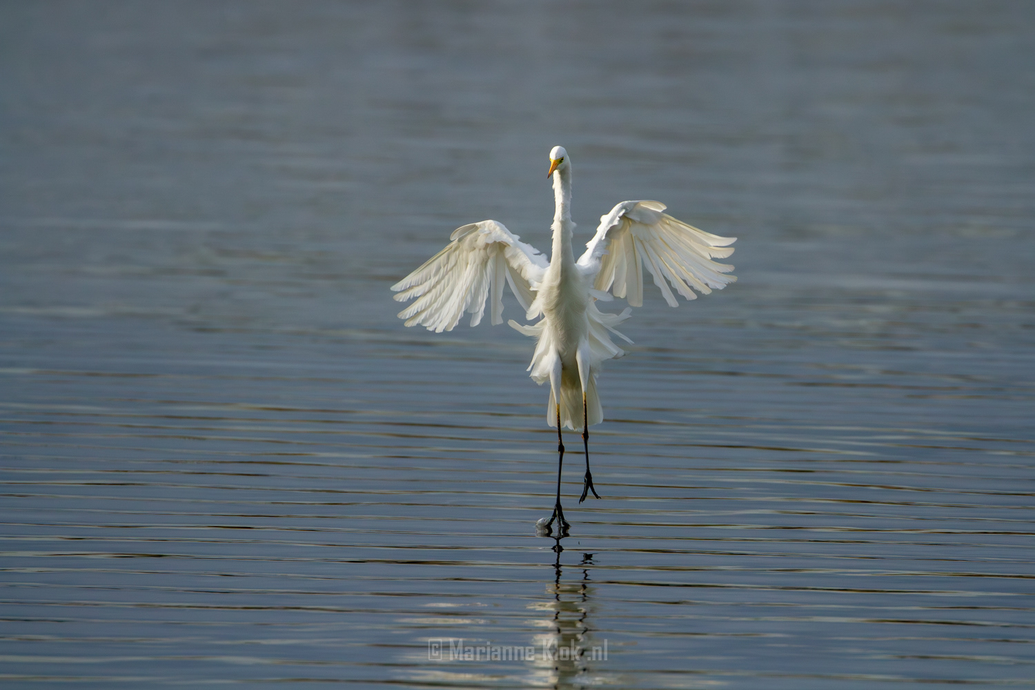 Grote zilverreiger