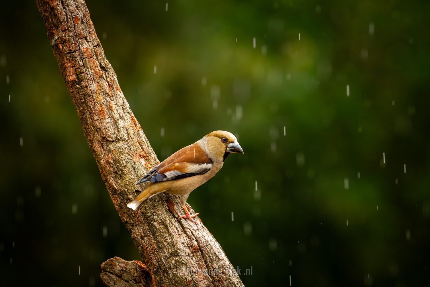 Appelvink