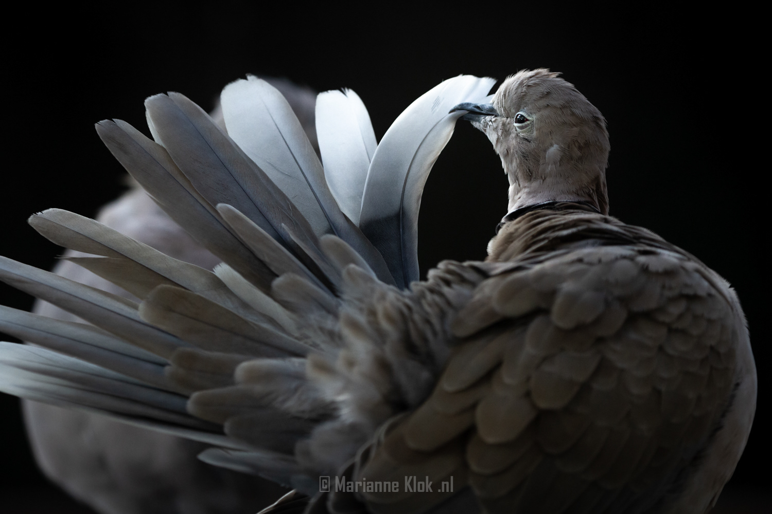 Tortelduif