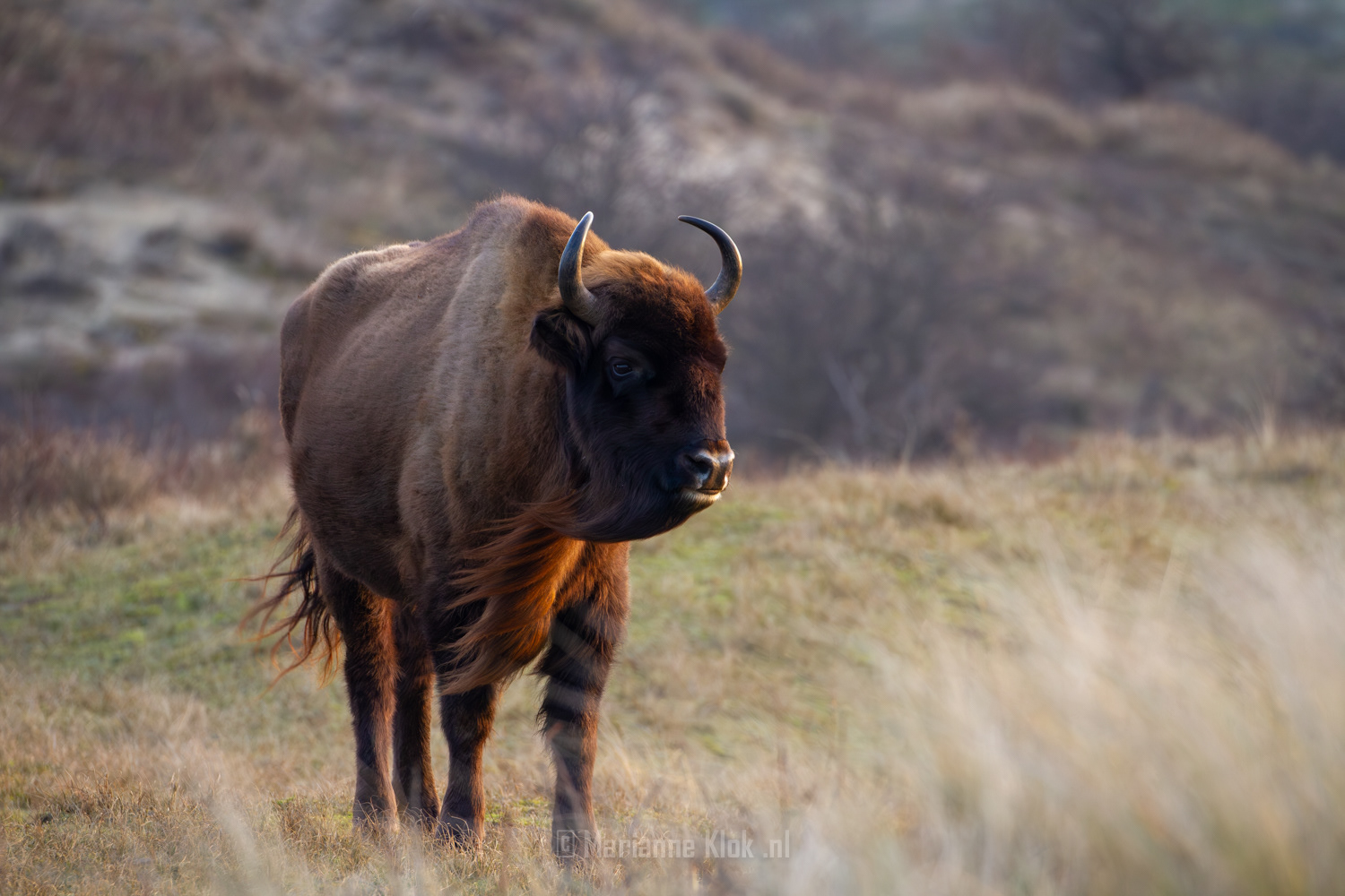Europese Bison