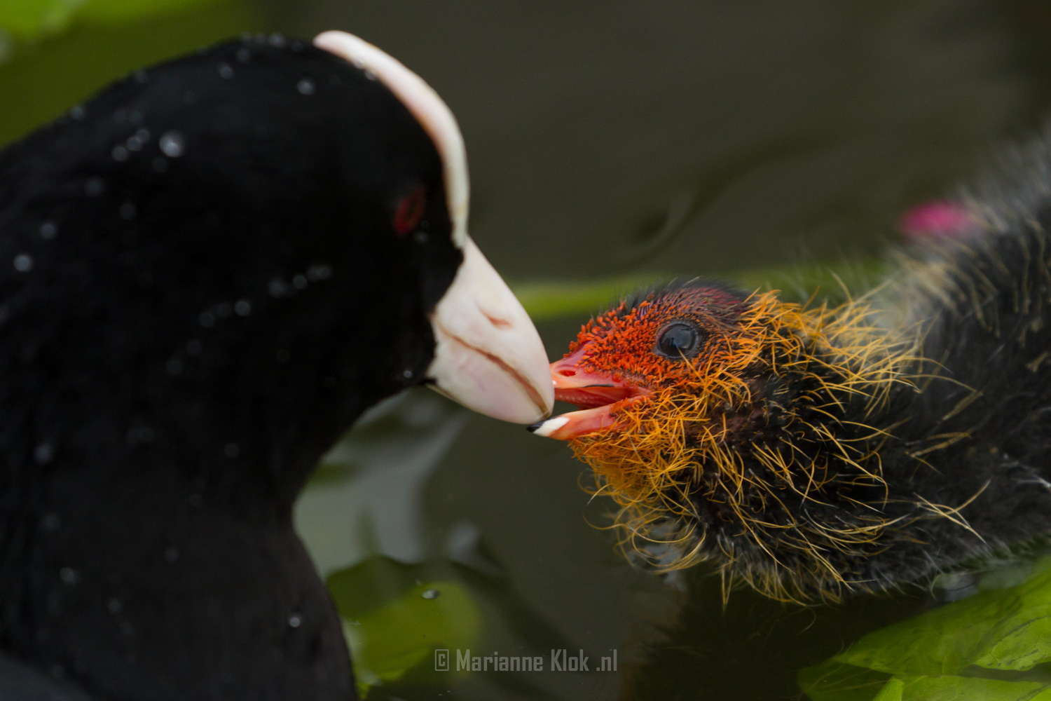 Meerkoet