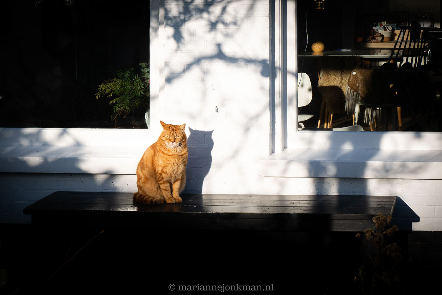 dag 43