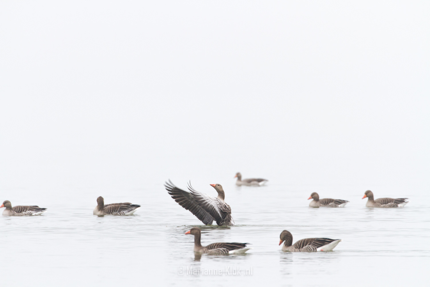 Grauwe gans