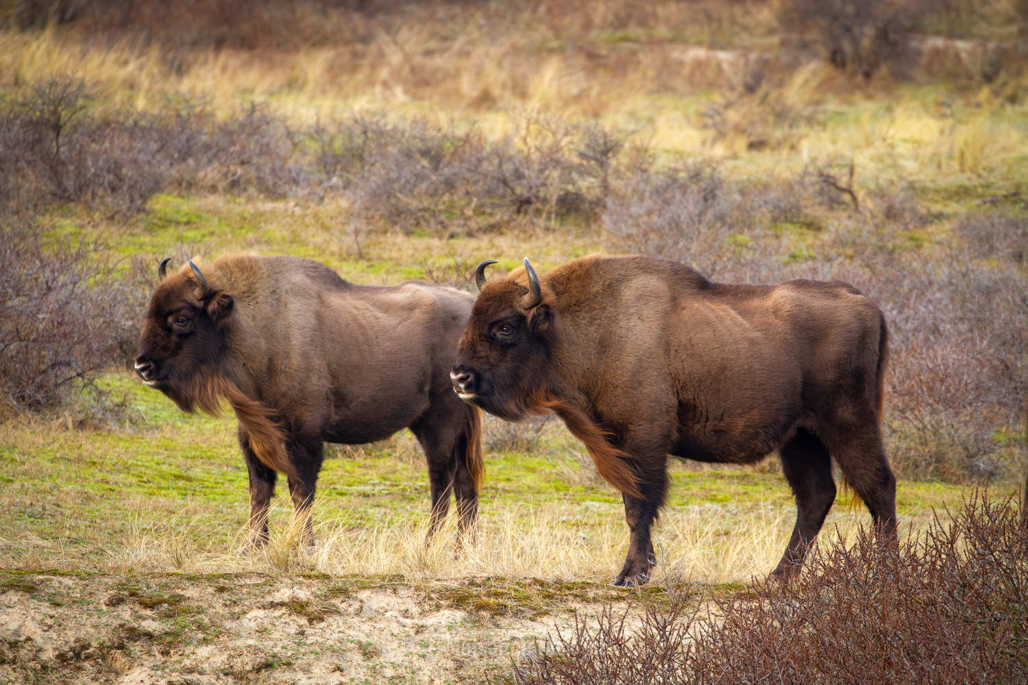 Europese Bison