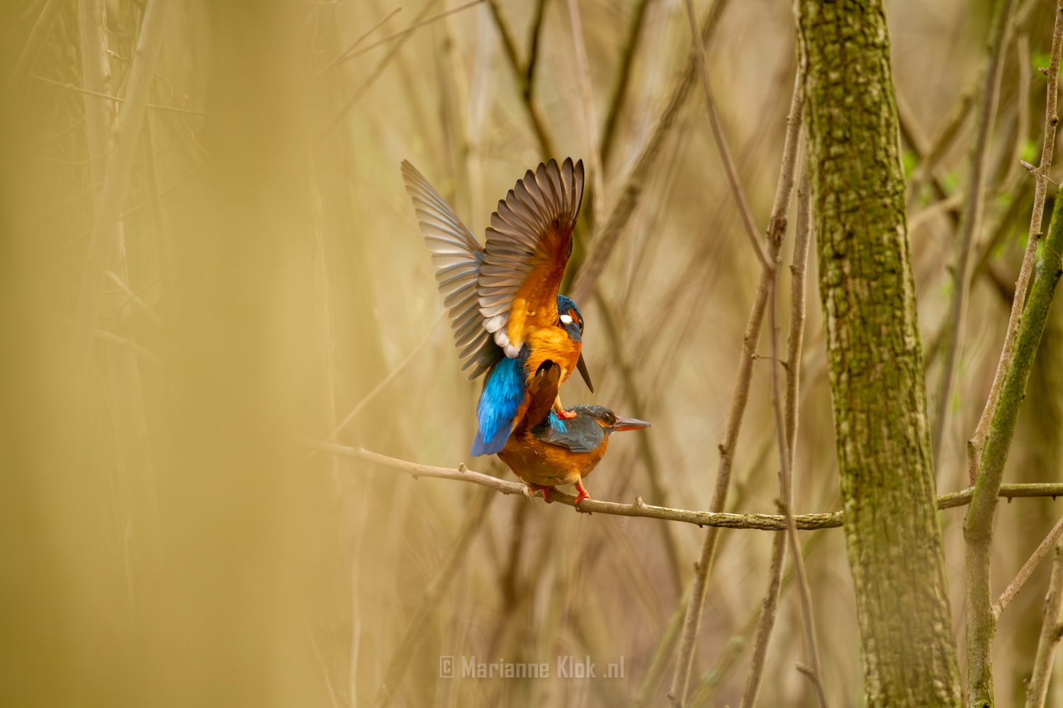 IJsvogel