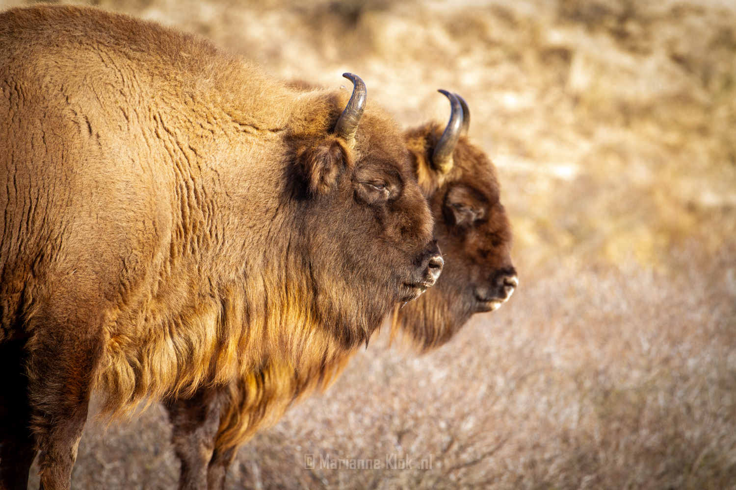 Europese Bison