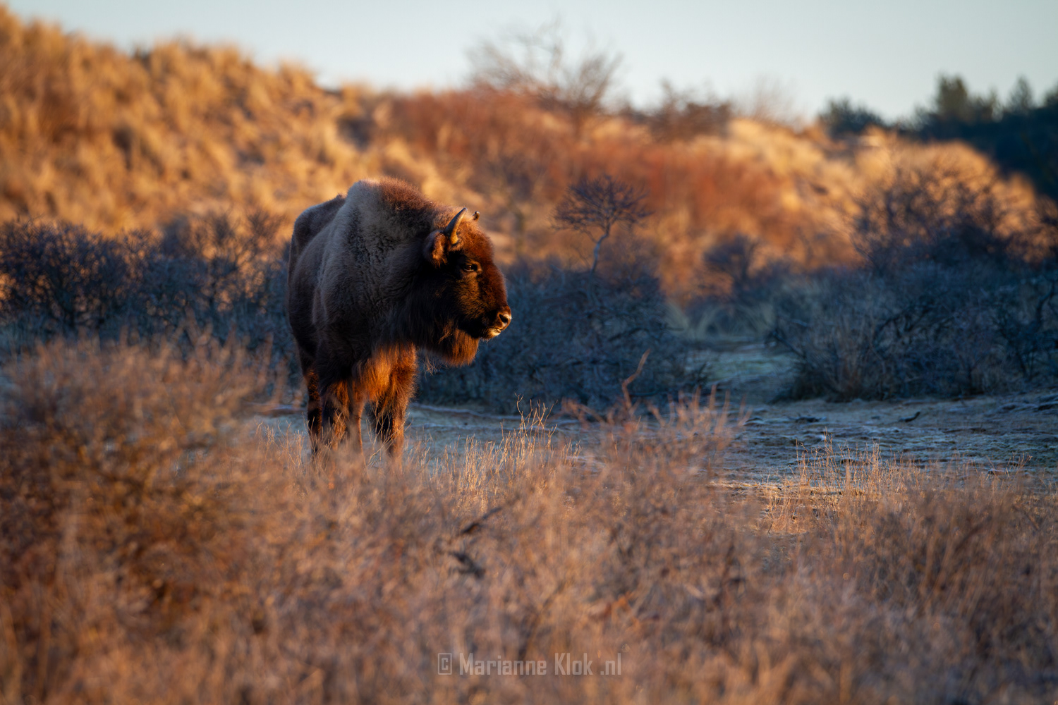 Europese Bison