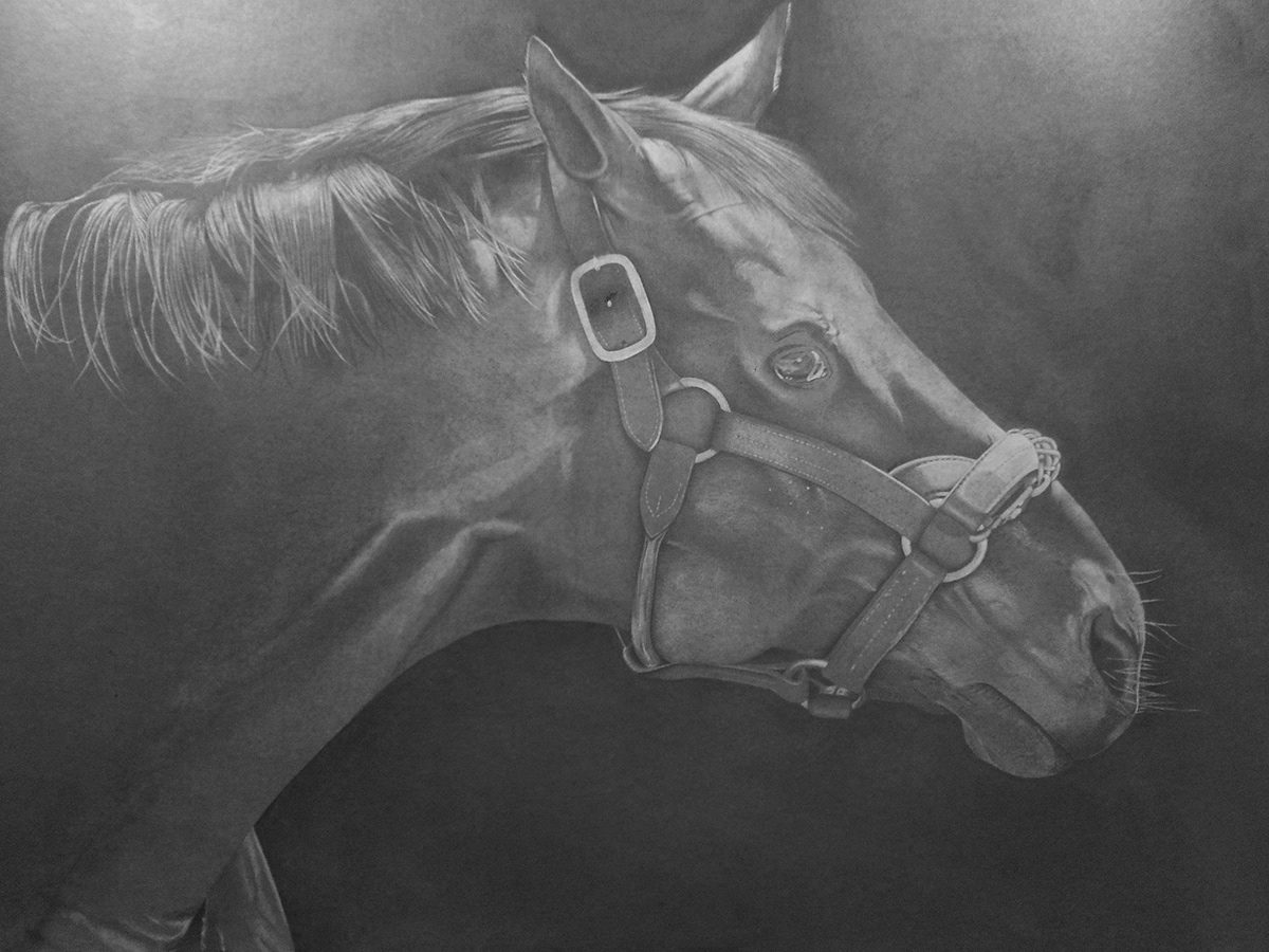 Halter on a Horse | 32" x 26" | Charcoal on Strathmore Paper
