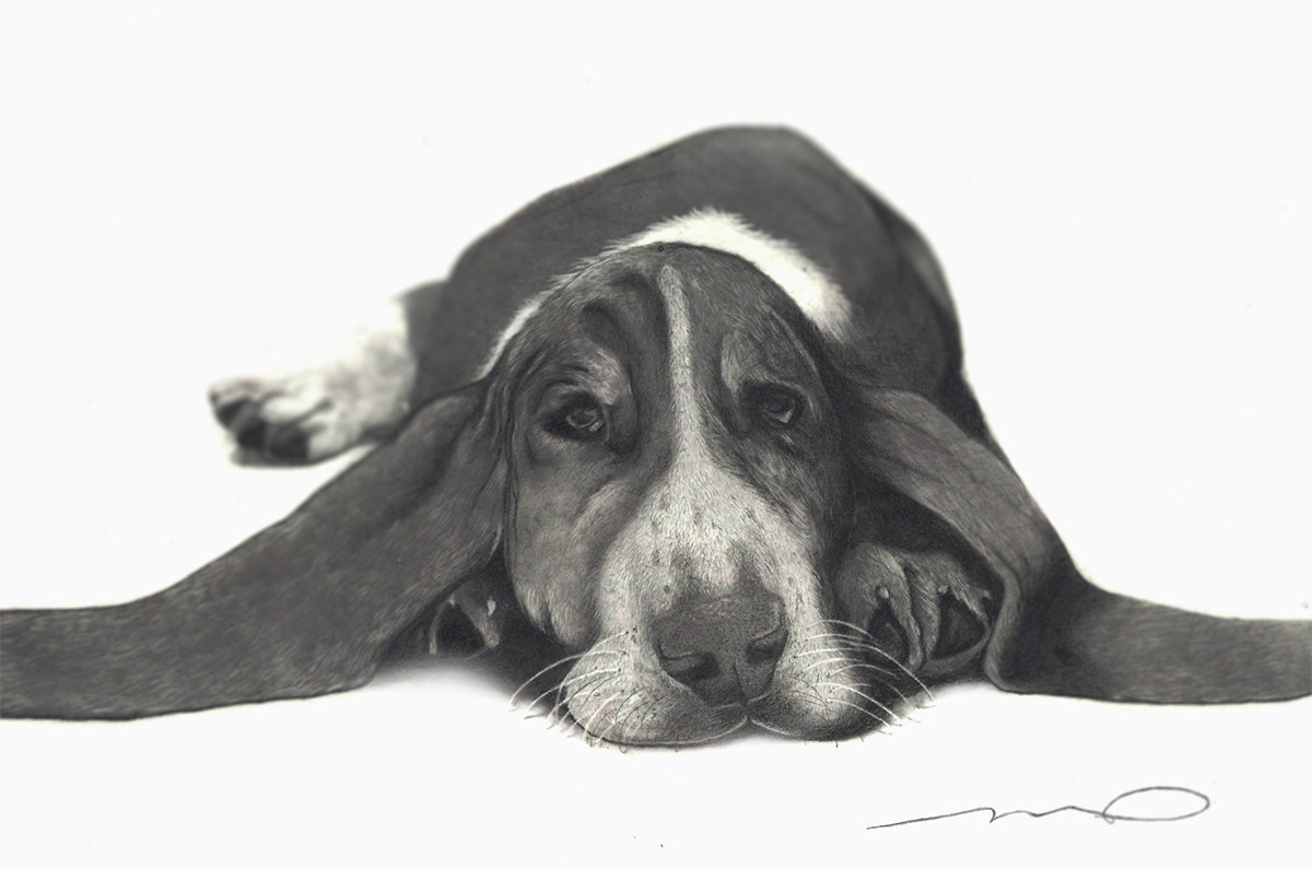 Basset Hound | 18" x 12" | Charcoal on Hardboard