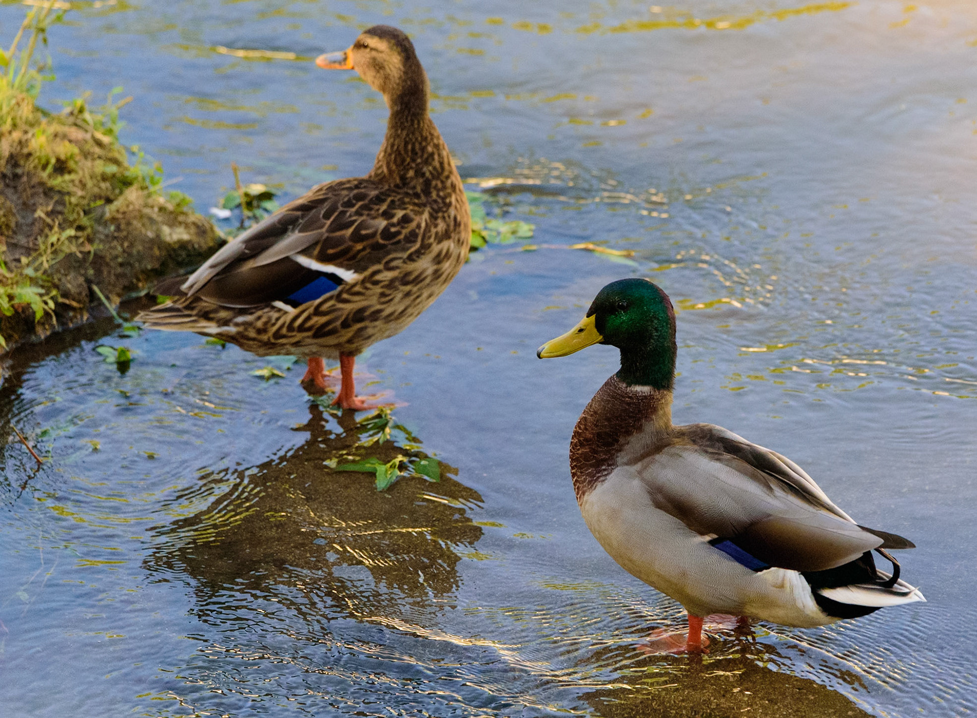 anade azulon macho/hembra