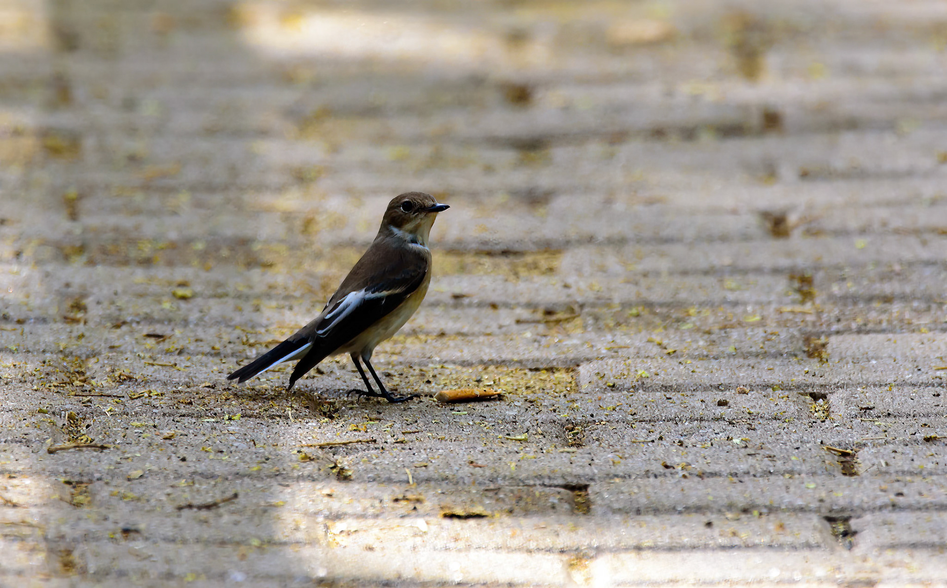 papamoscas cerrojillo hembra