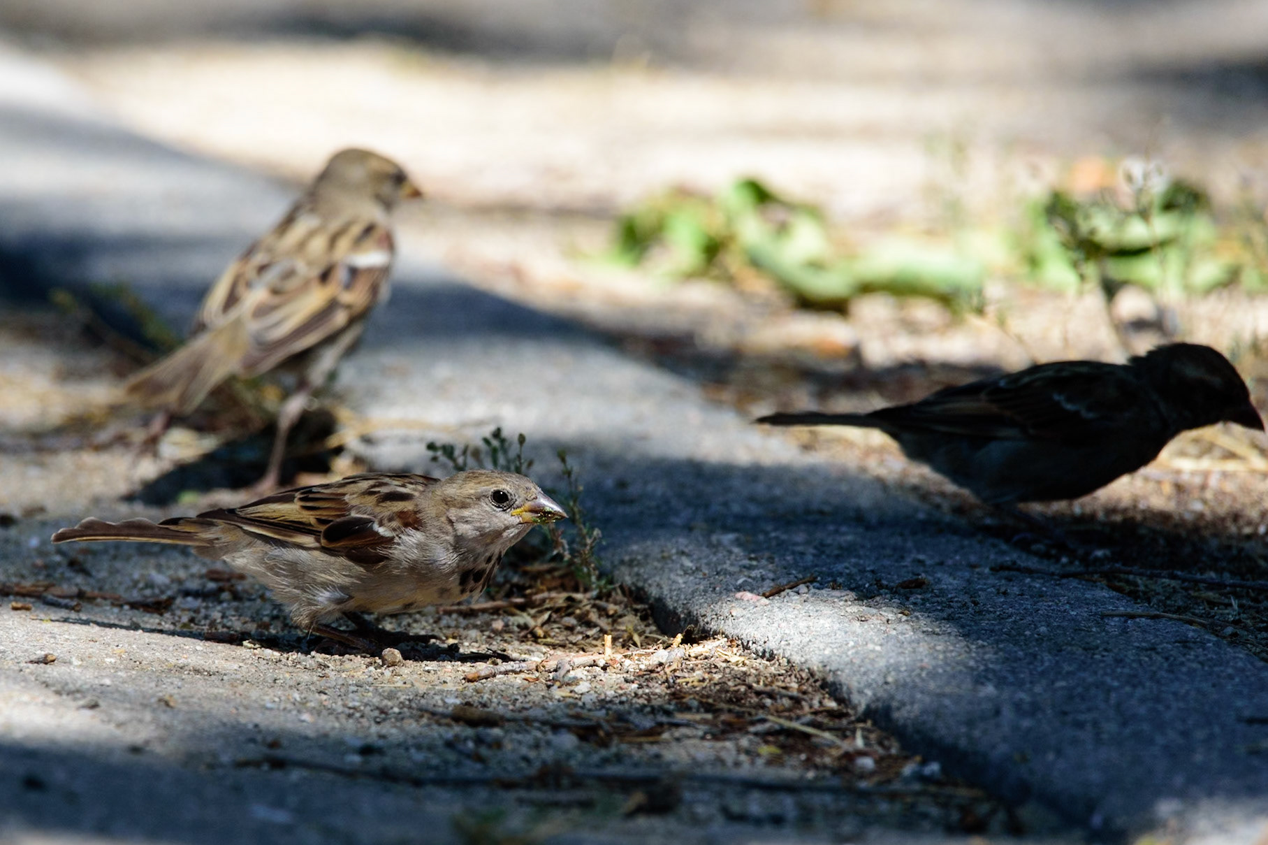 Gorrión común macho joven