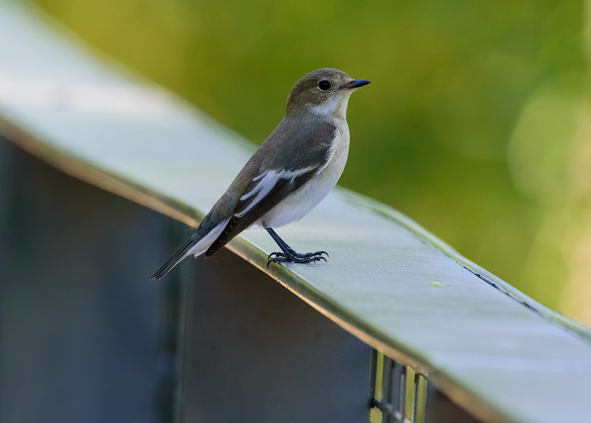 papamoscas cerrojillo