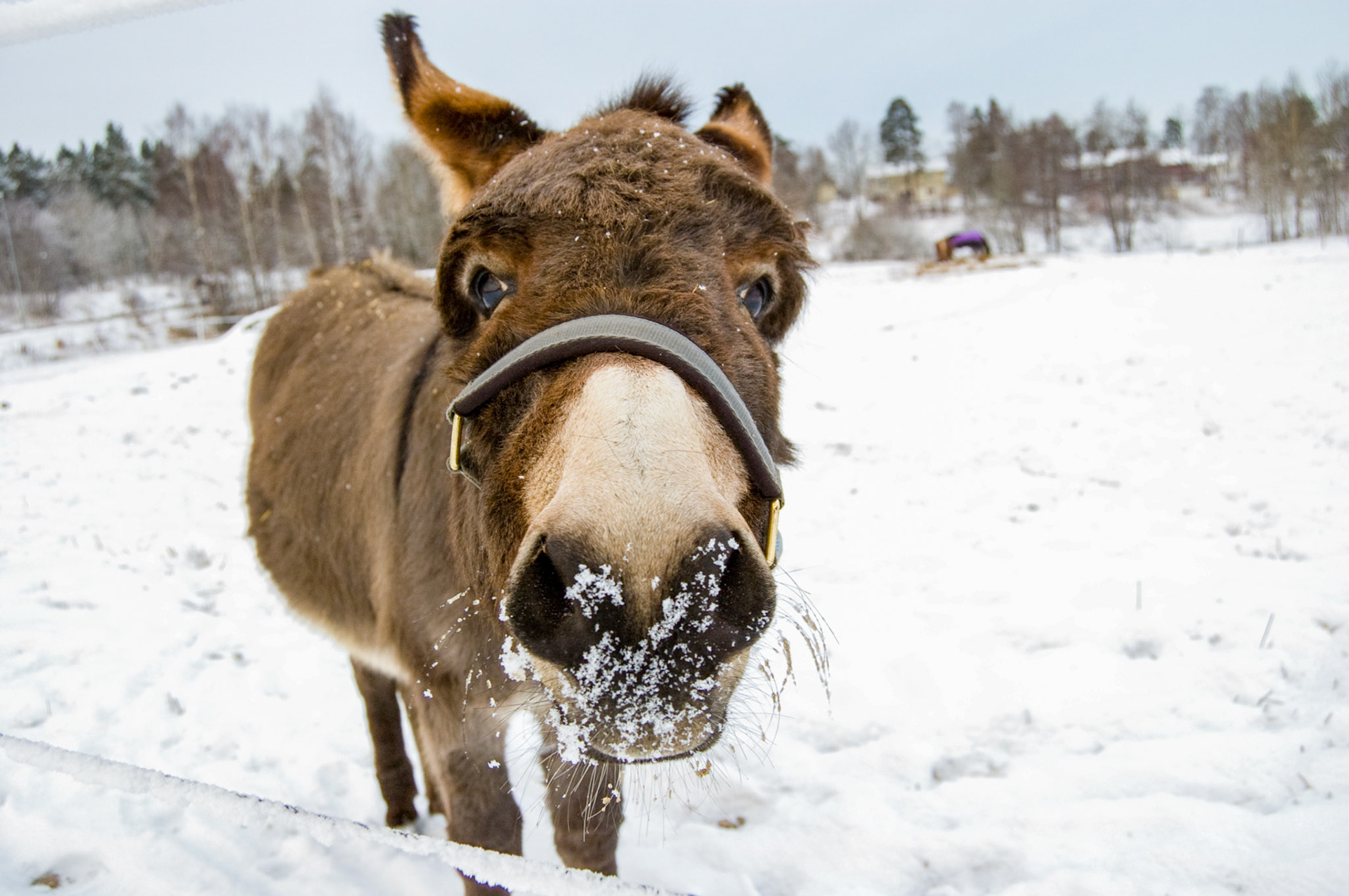 Editorial, donkey in snow in Norway
