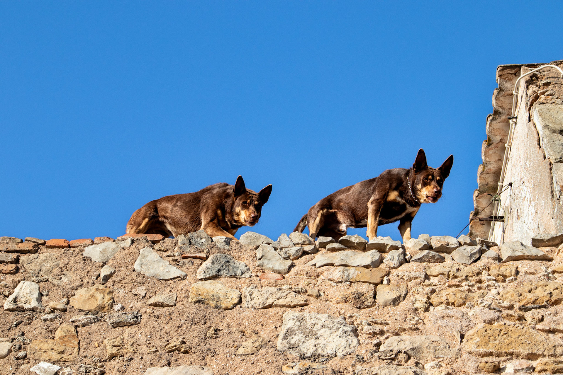 Editorial / Animals, Watch dogs in Portugal