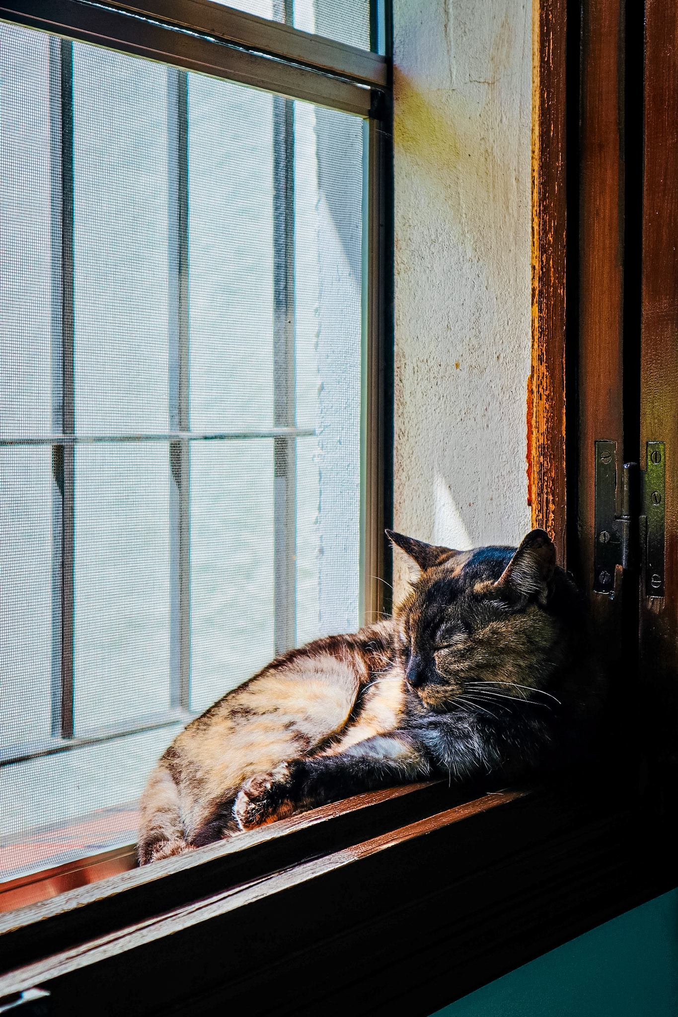 Editorial/ Animals, rescue cat