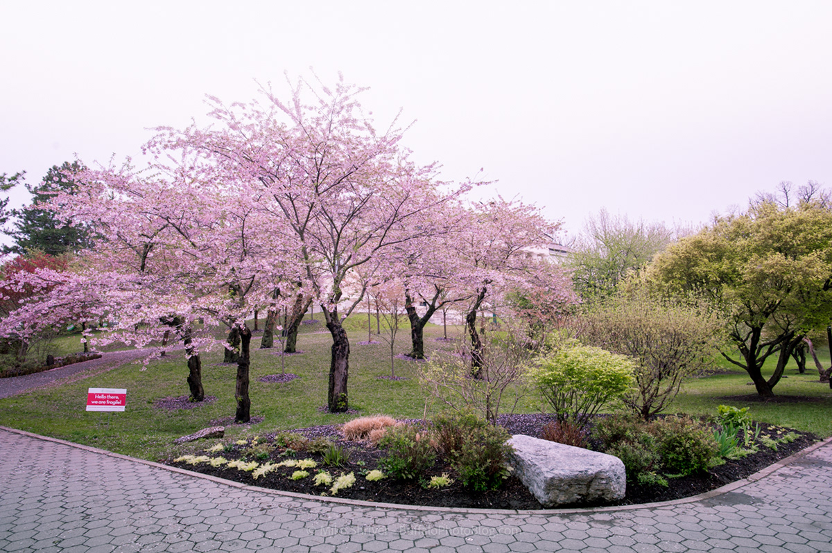 Cherry blossom trees – Leon Devenice