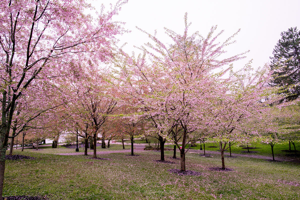 Cherry blossom trees – Leon Devenice