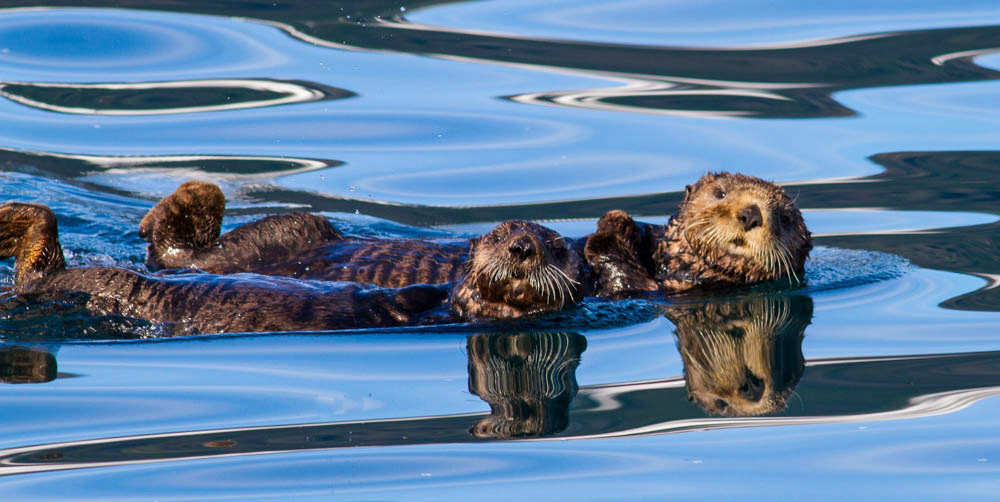 Sea Otters