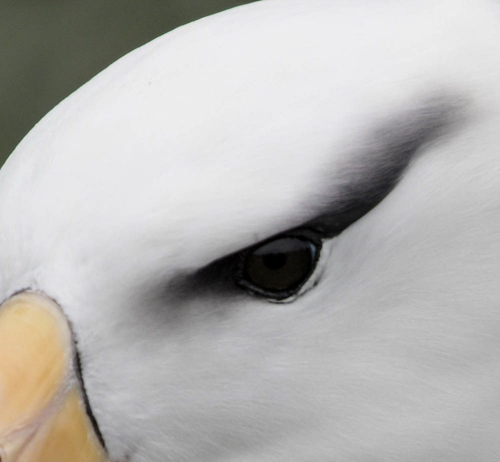 Eye of the Albatross