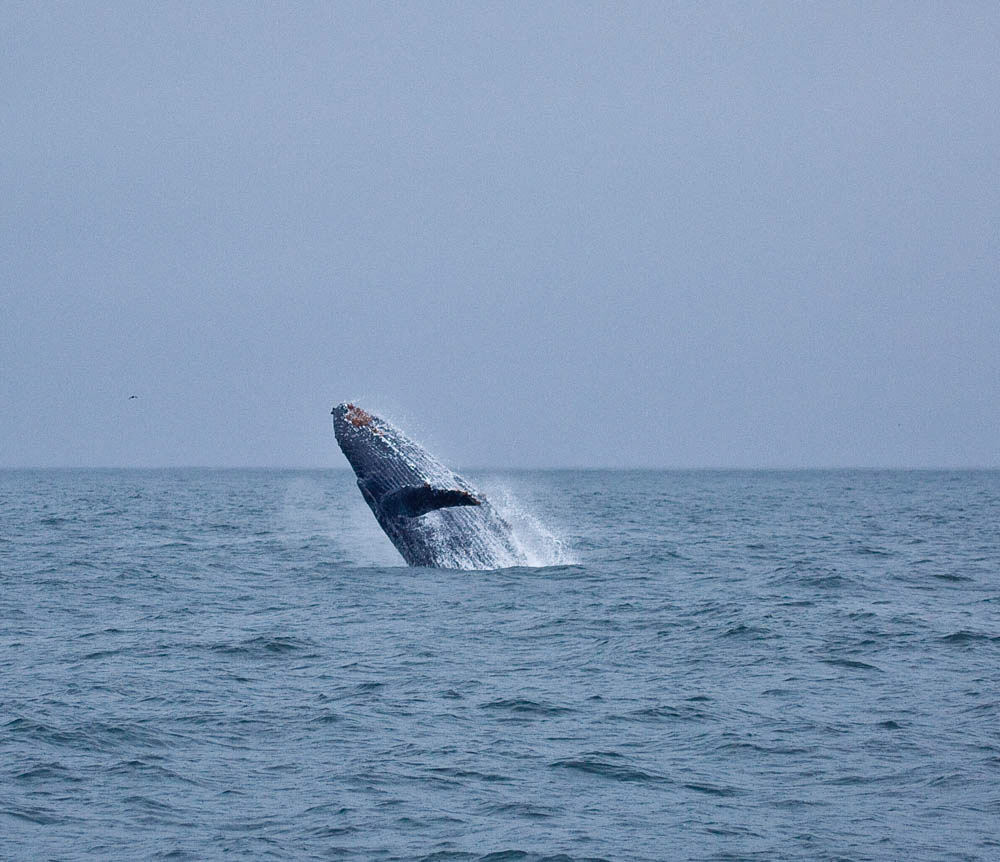 North Pacific Humpback Whale