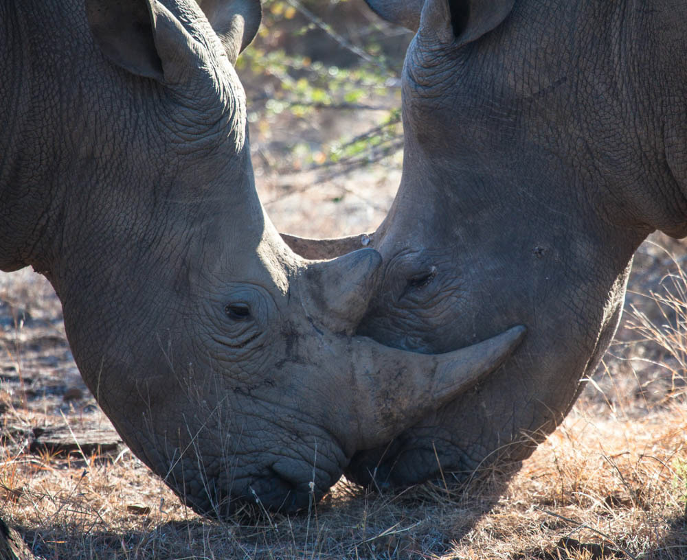 Dual Rhino's