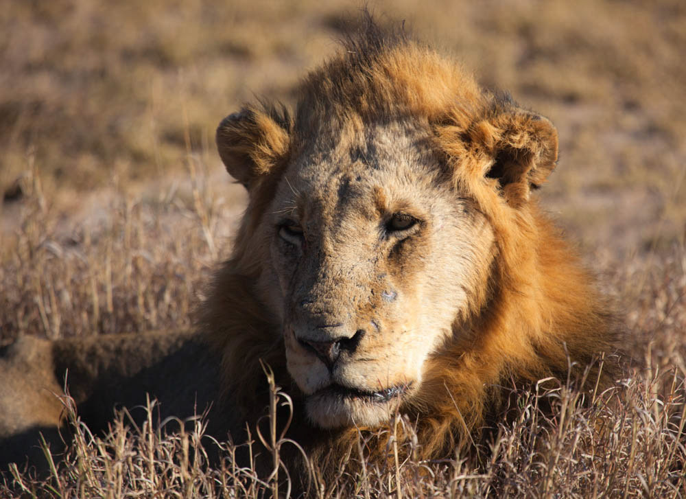 Lion