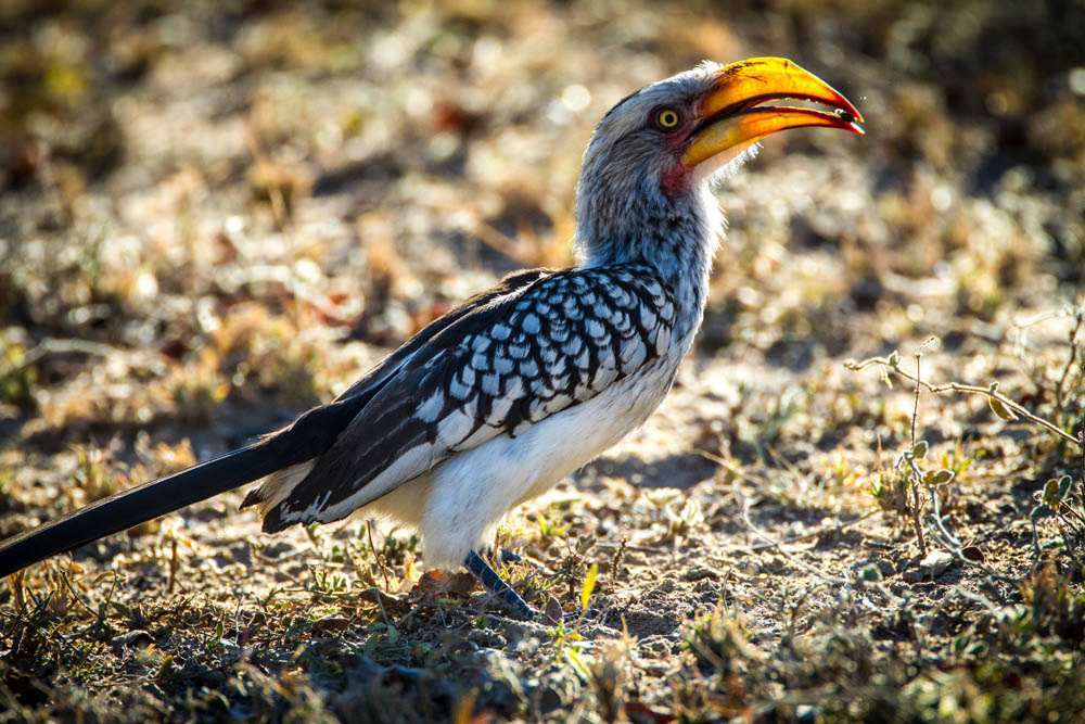 Southern Yellow Billed Hornbill