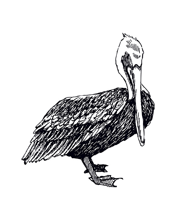 Pelican
