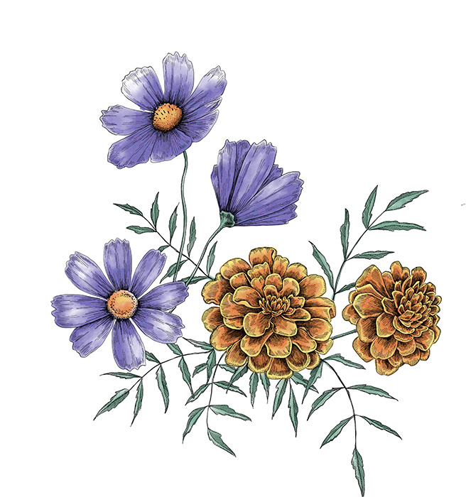 Cosmos and Marigolds