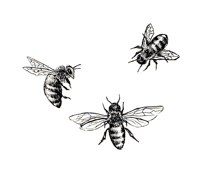 Bees