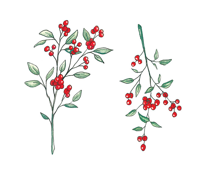 Holly Berries 1