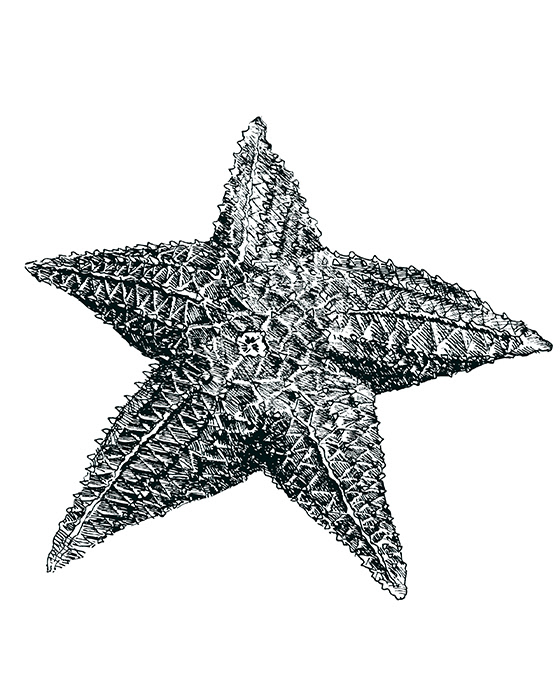 Starfish