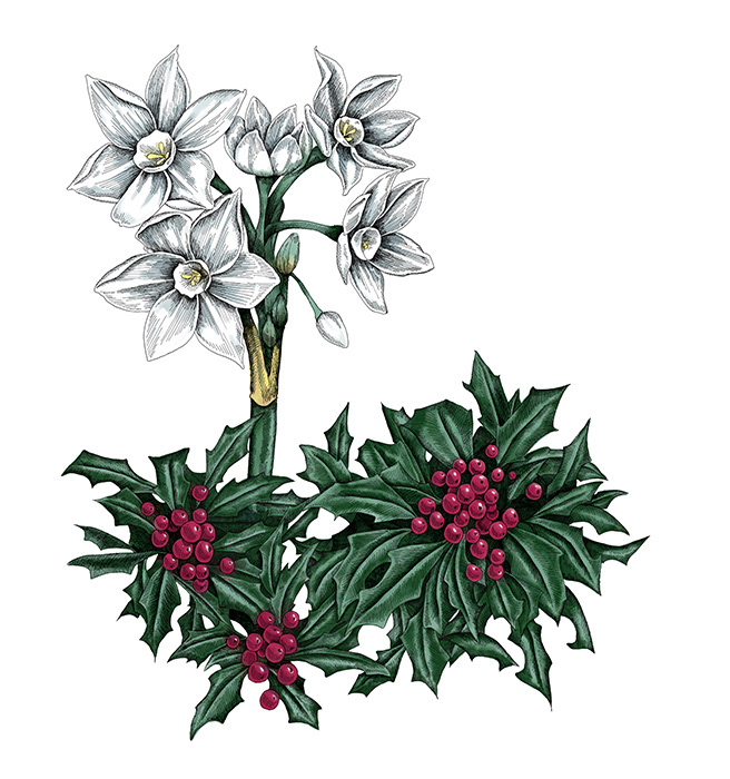 Paperwhite and Holly