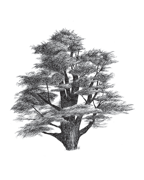 Cedar