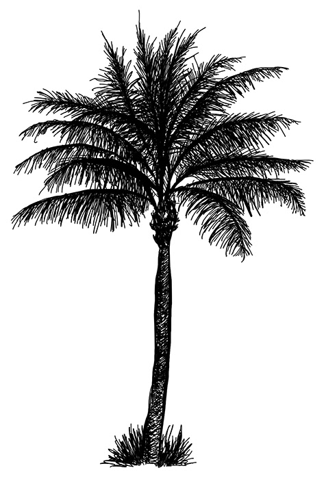 Palm