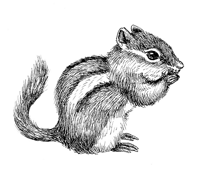 Chipmunk