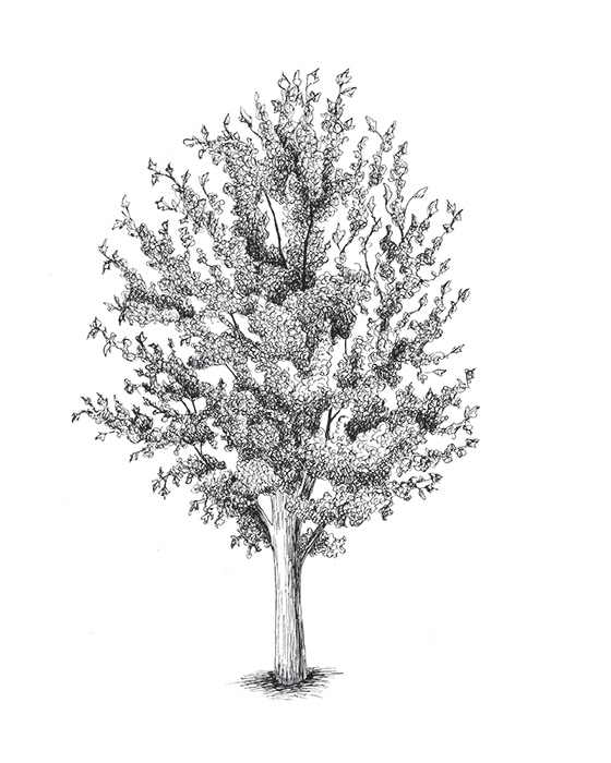 Maple