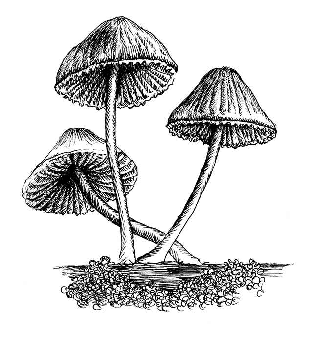 Mushrooms 1