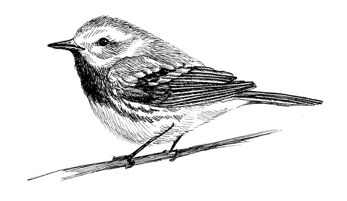 Bird 1