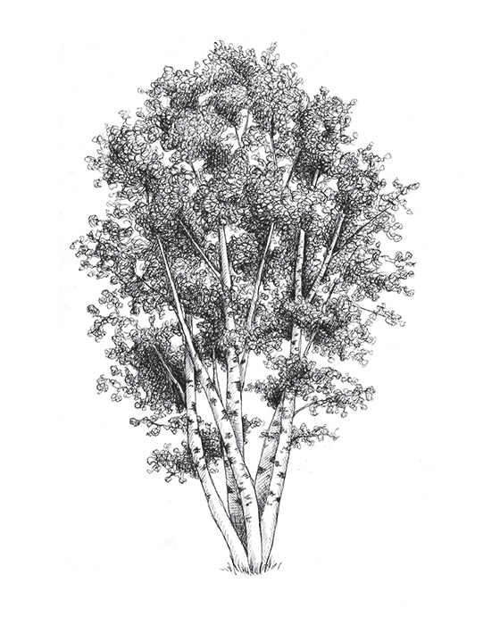 Birch