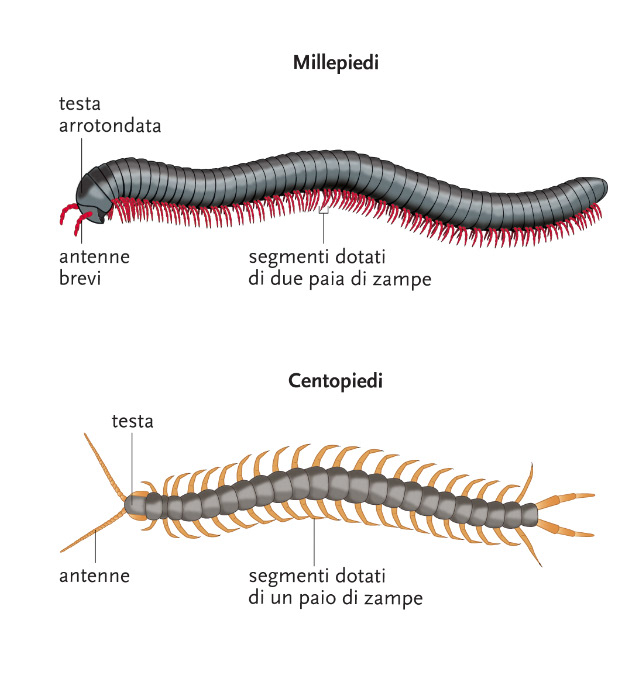 Mondadori Education