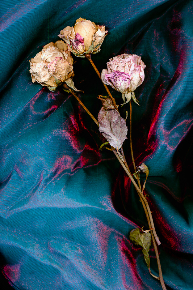 ROSES ・ Vancouver, BC 2004 - ID #002