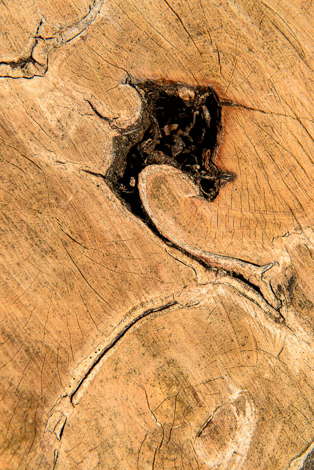 STUMP ・ Banyan Tree, Havana Vedado, Cuba-2013 - ID #018