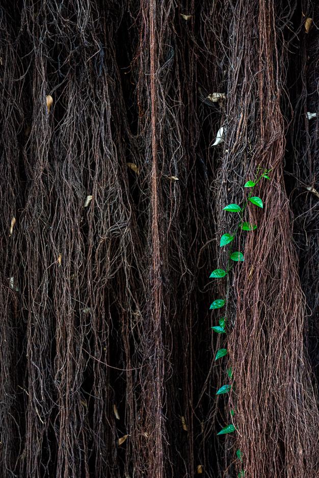 LEAVES #2 ・Banyan Tree, Havana Vedado, Cuba-2013 - ID #017