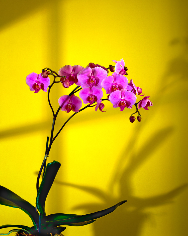 ORCHID ・ Vancouver, BC 1992 - ID #003