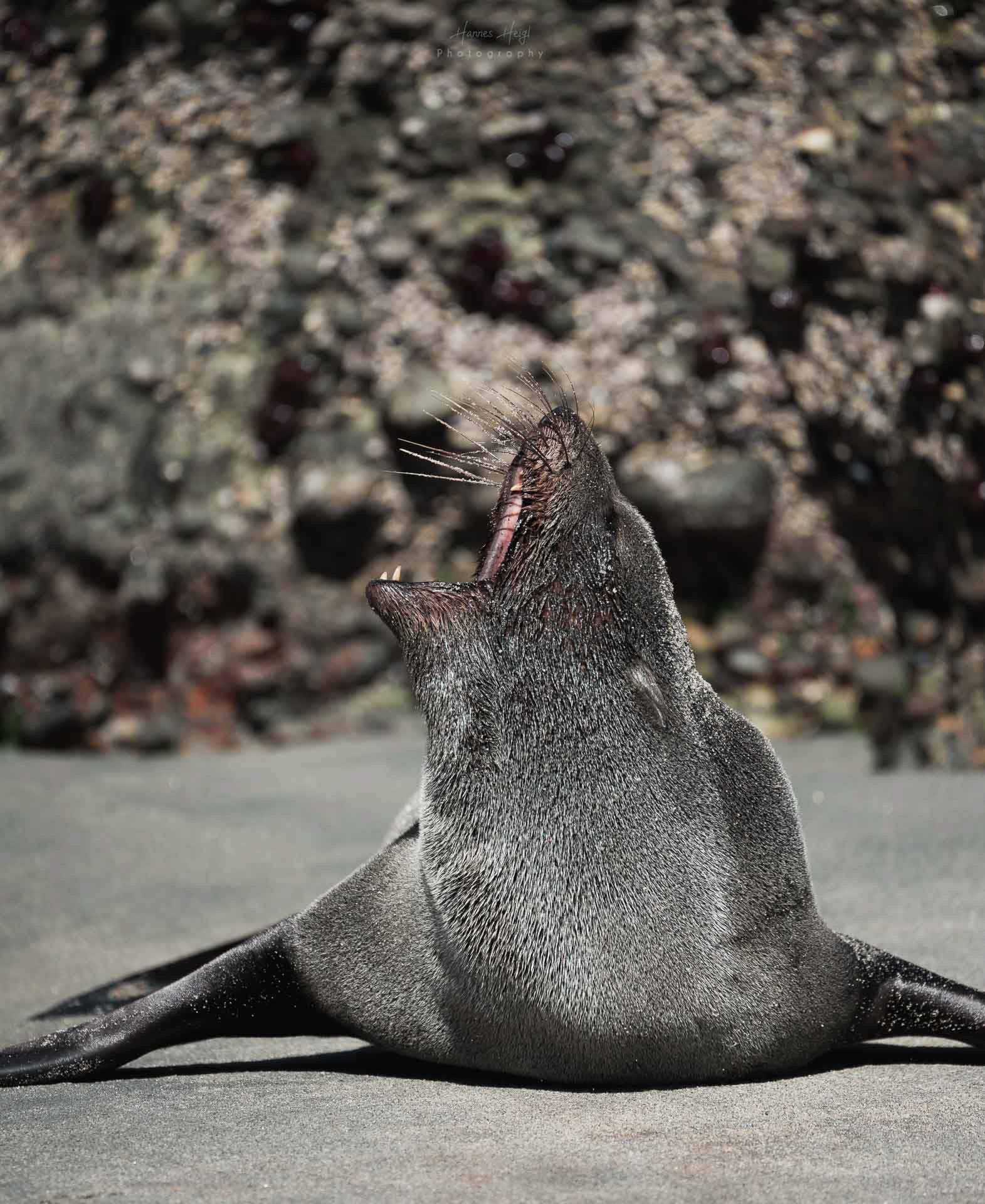 Gähnende Robbe