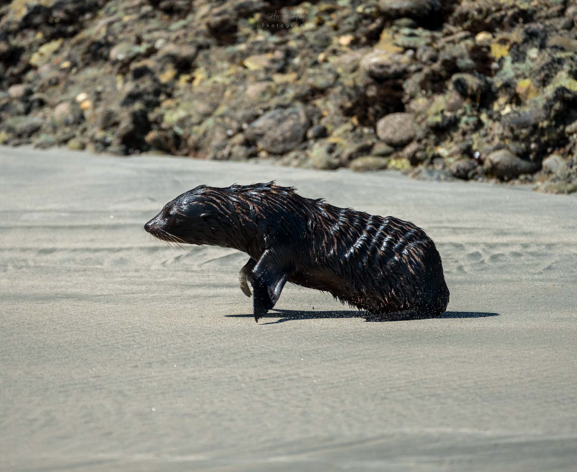 Babyrobbe Neuseeland
