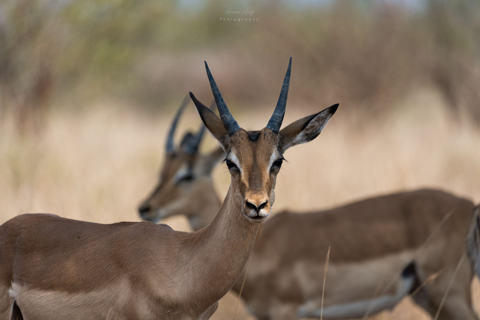 Antilopen Südafrika