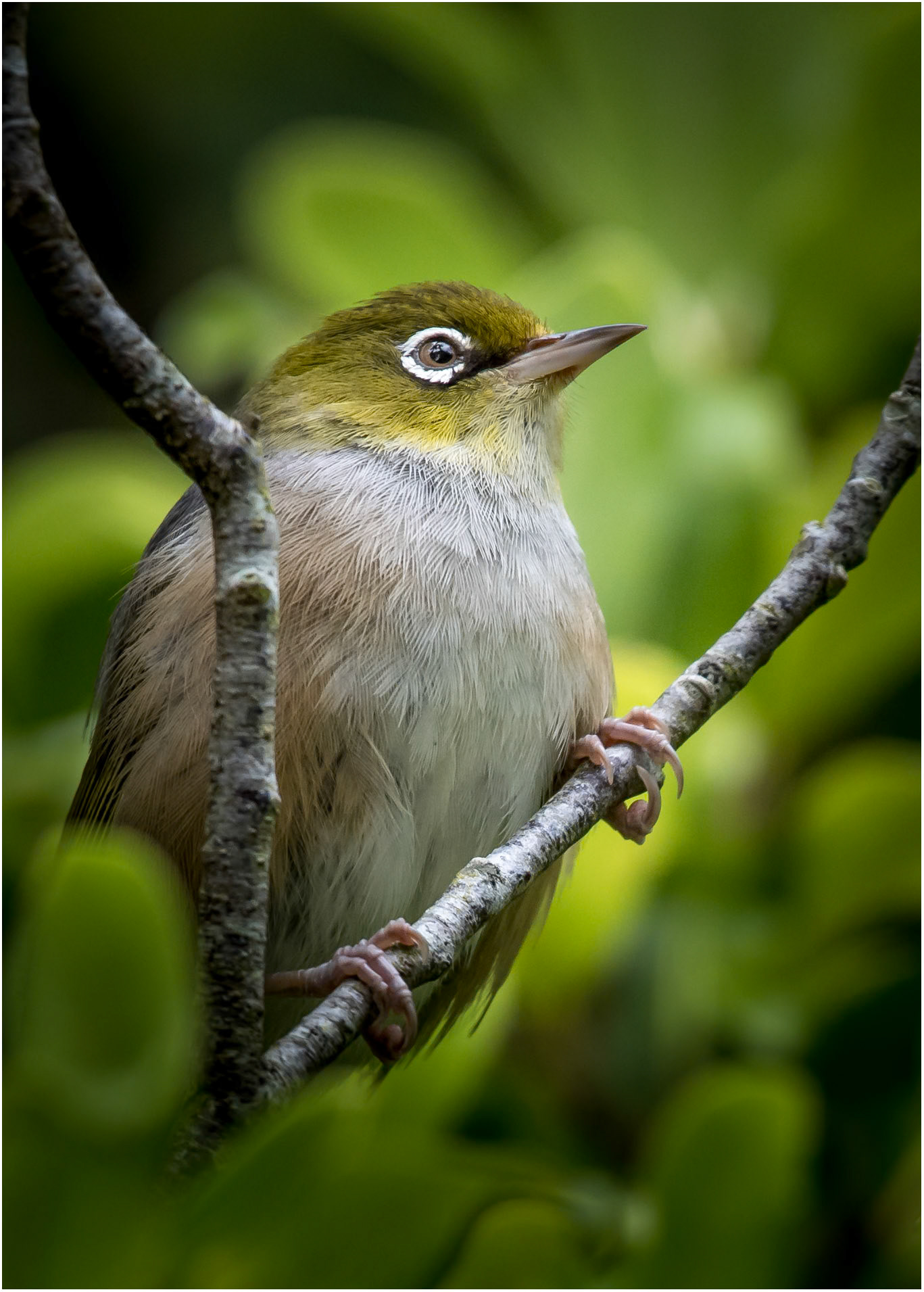 New Zealand Silver Eye
